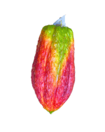 FRUTAS EN RESINA🍎🍊🍇 - Imagen 23