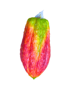FRUTAS EN RESINA🍎🍊🍇 - Imagen 24